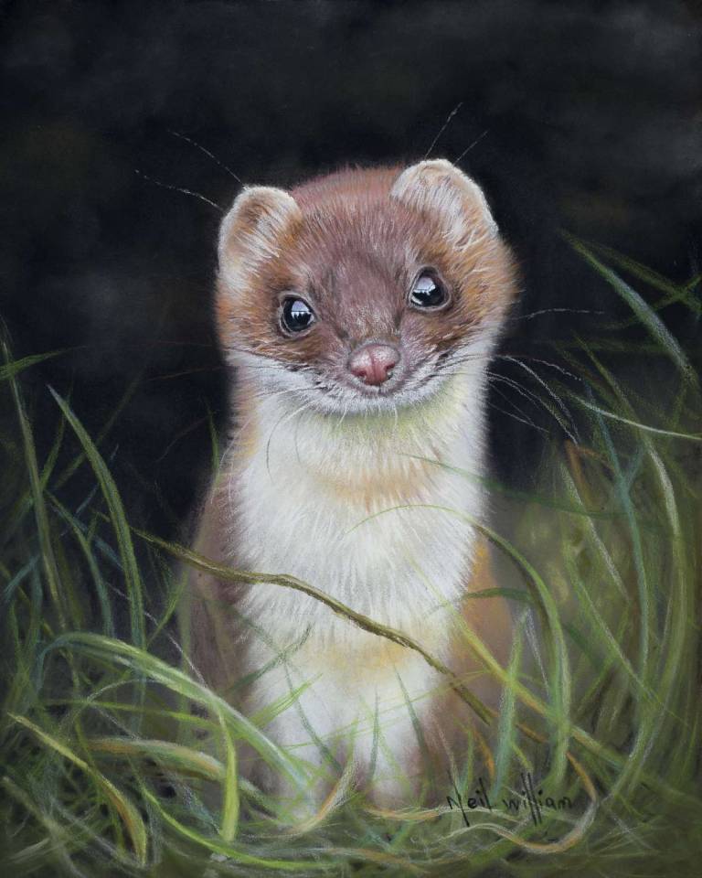 Stoat in pastel - Neil Burton