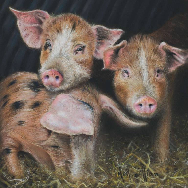 Three little pigs-Oxford Sandy and Black. - Neil Burton