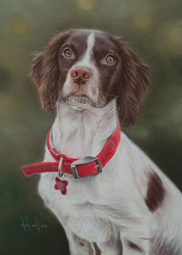 Springer Spaniel Portrait - Neil Burton