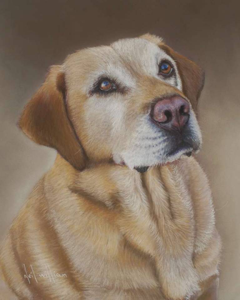 Golden Labrador in Pastel - Neil Burton