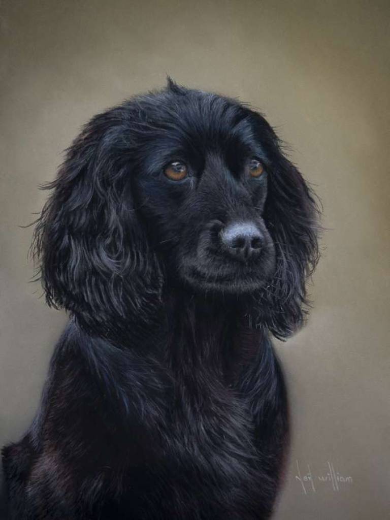 Black Cocker Spaniel in Pastel - Neil Burton