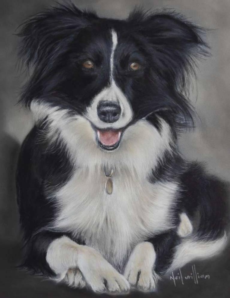 Portrait of a Border Collie - Neil Burton