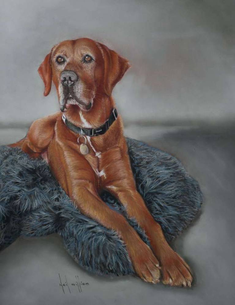 Pastel portrait of a Red Labrador - Neil Burton