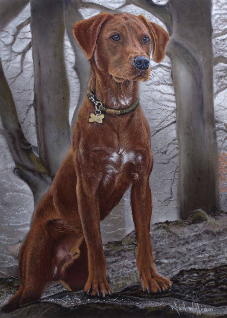 Pastel Portrait of a Red Labrador - Neil Burton