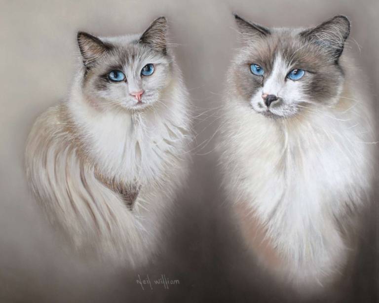 Pastel Portrait of two Ragdoll Cats - Neil Burton