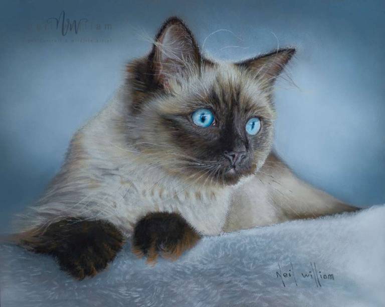 Pastel Portrait of a Seal point Ragdoll Kitten - Neil Burton