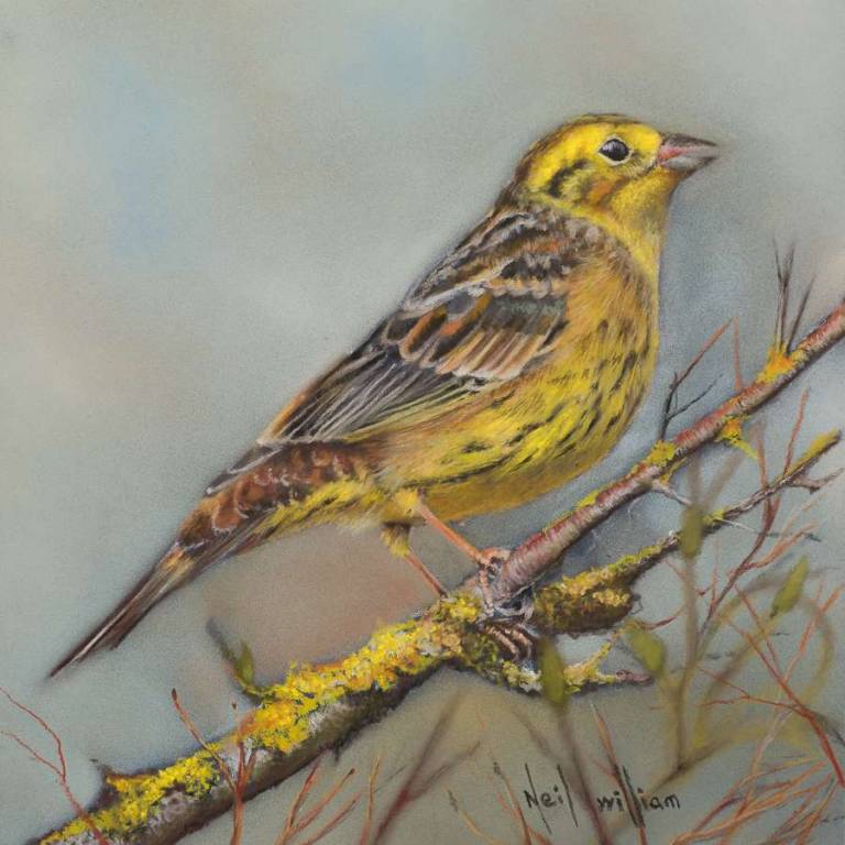 Yellowhammer - Neil Burton