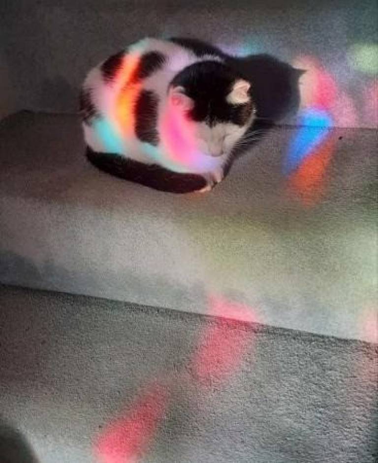 Cat On The Stairs - Caroline Channing