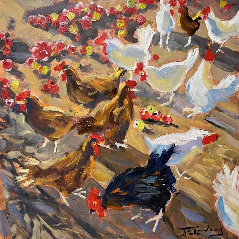 Chickens in the Camargue