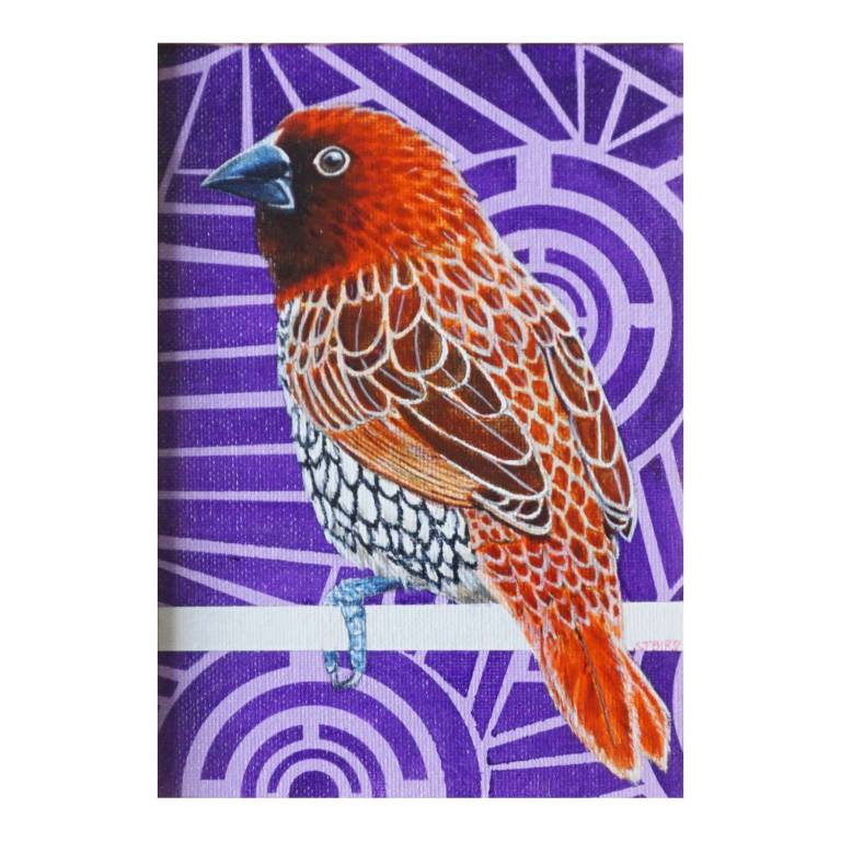 Ferdinand the Fish-Tailed Finch