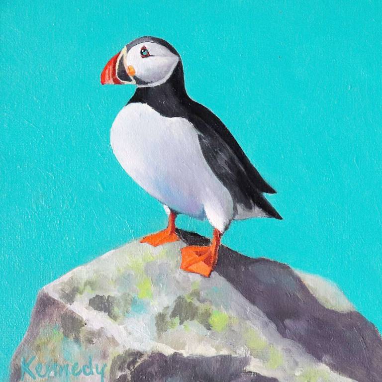 Bass Rock Puffin